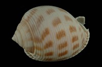藏品(斑帶鬘螺)的圖片